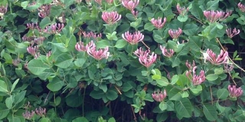 Orlovi nokti u pejzažnom dizajnu